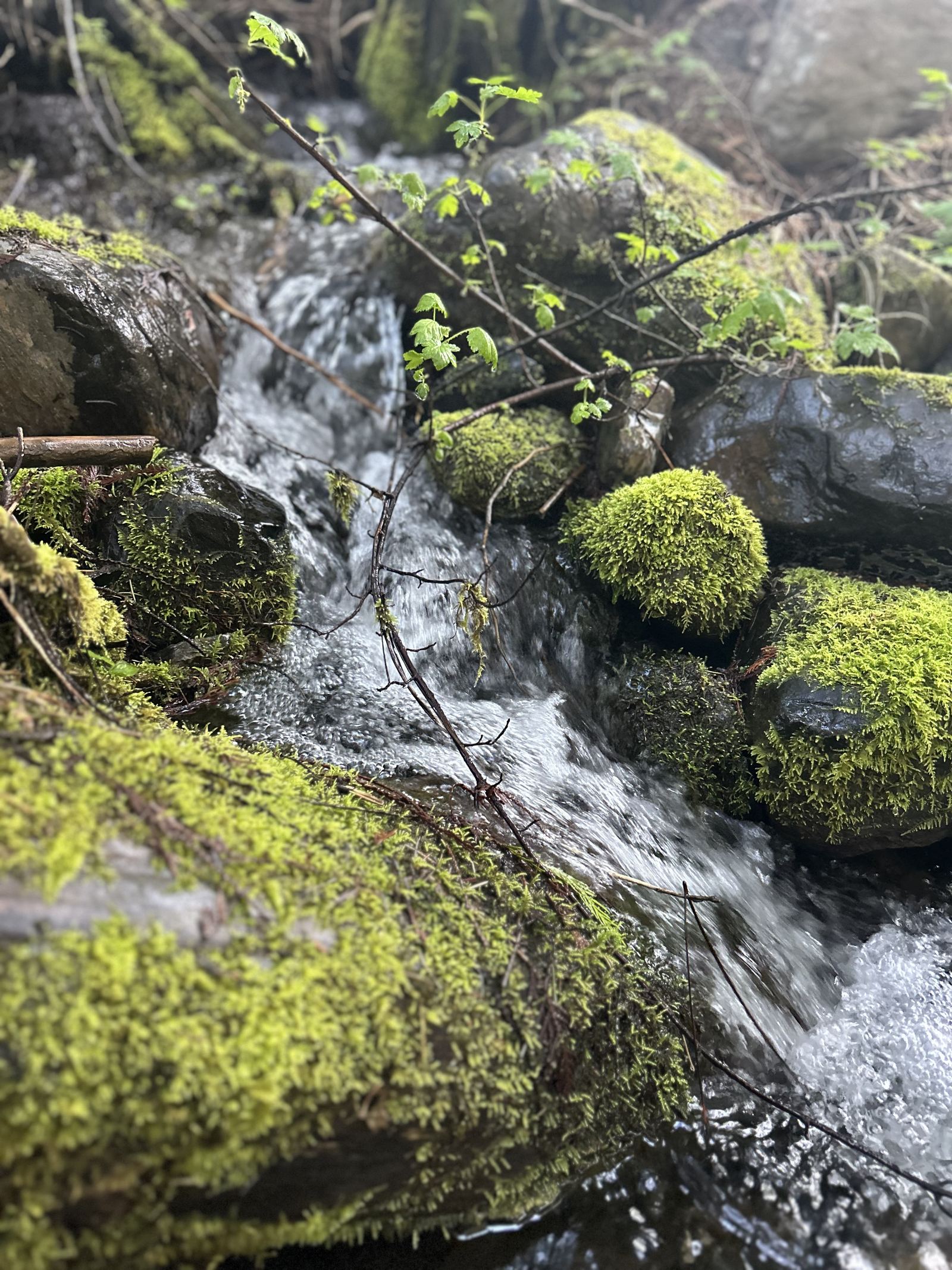 Creek flowing through northern Idaho