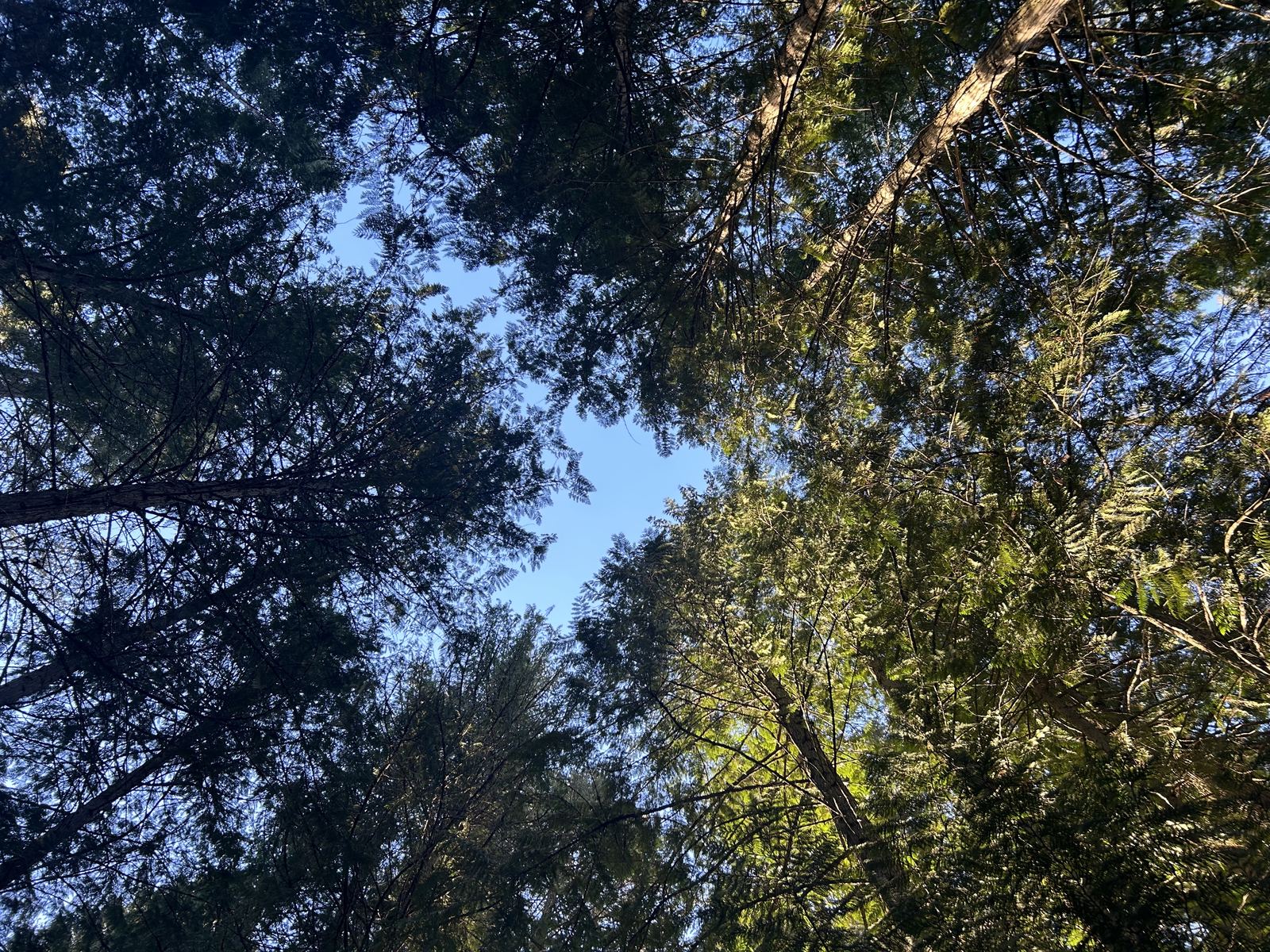 Pine trees in northern Idaho