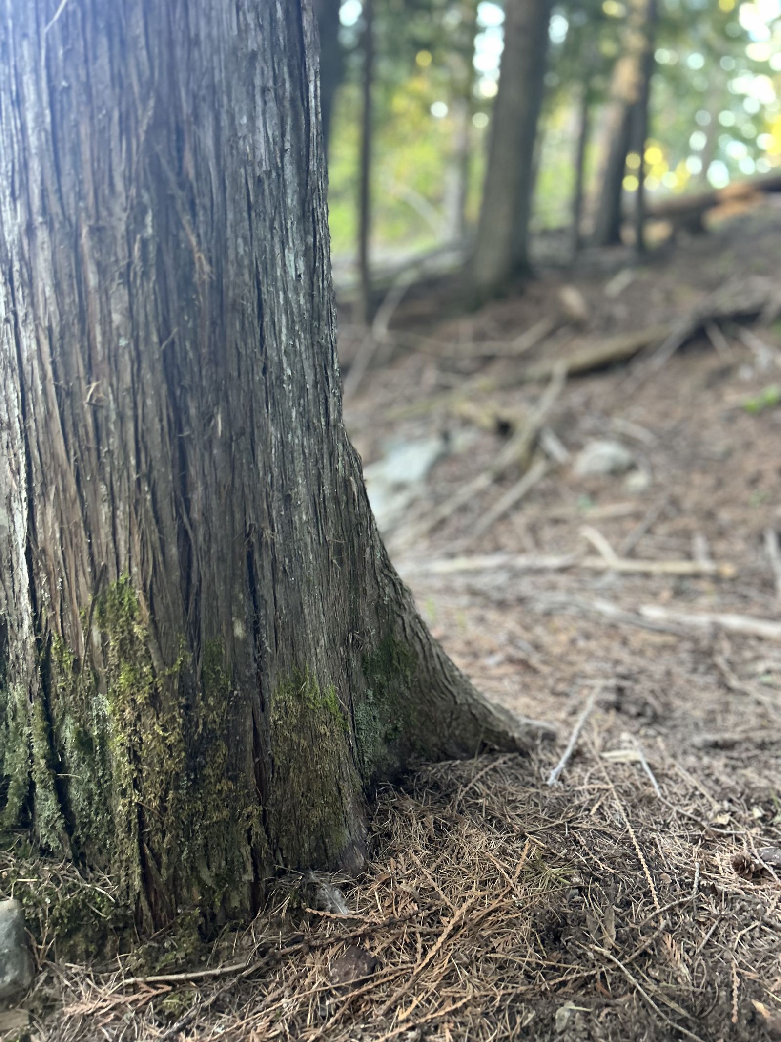 Tree trunk with deep roots in northern Idaho